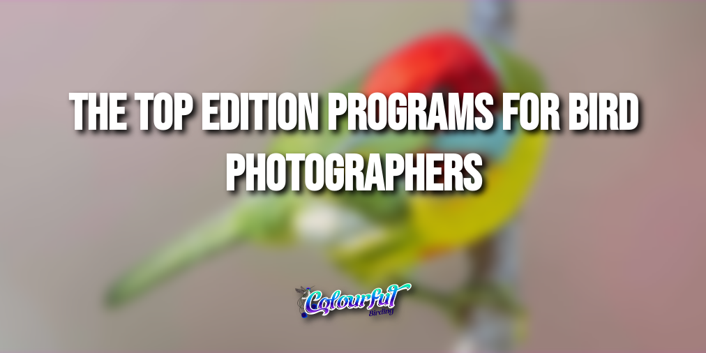 The top edition programs for bird photographers - Colourful Birding