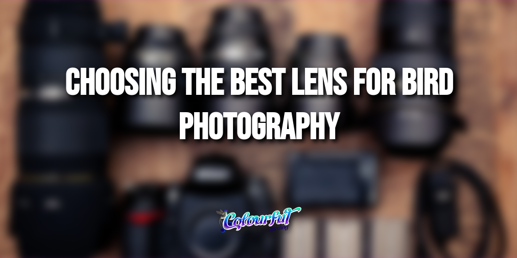 Choosing the Best Lens for Bird Photography Colourful Birding