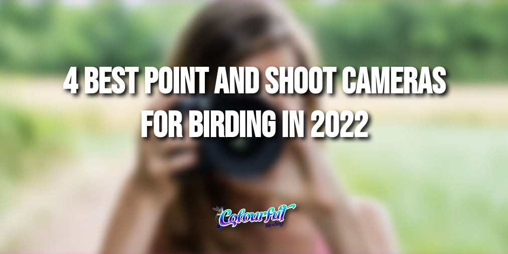 4 best point and shoot cameras for birding in 2022 colourfulbirding