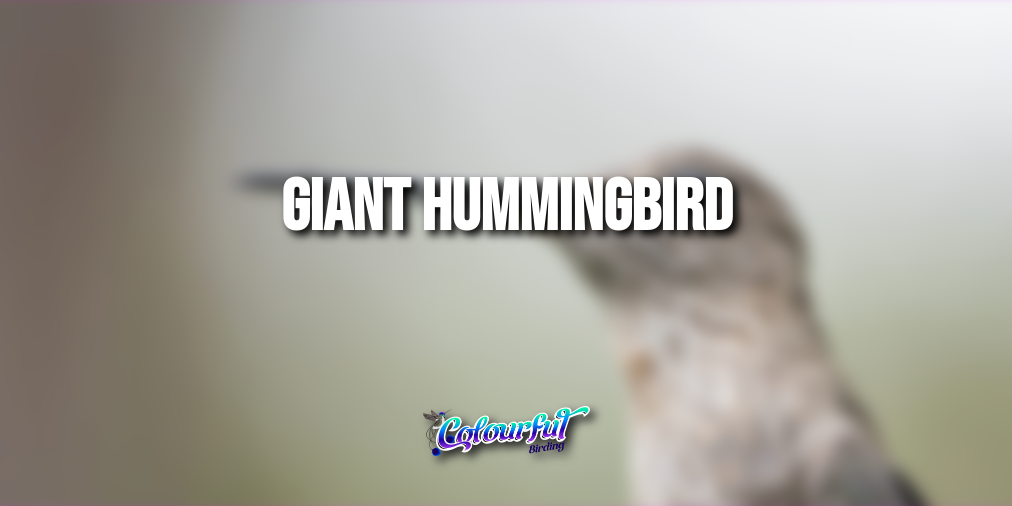 Giant Hummingbird | Bird photography trips | Colourful Birding