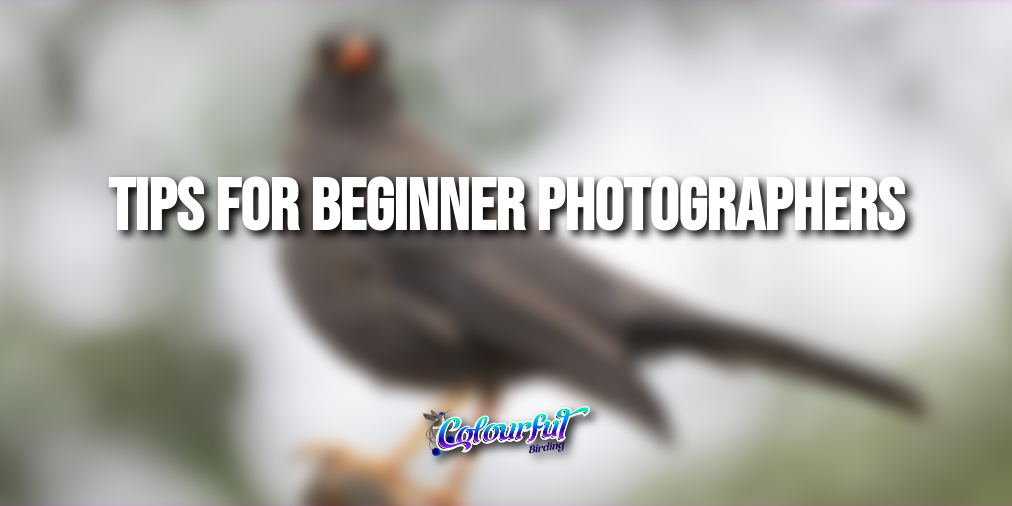 Tips for Beginner Photographers - Colourful Birding